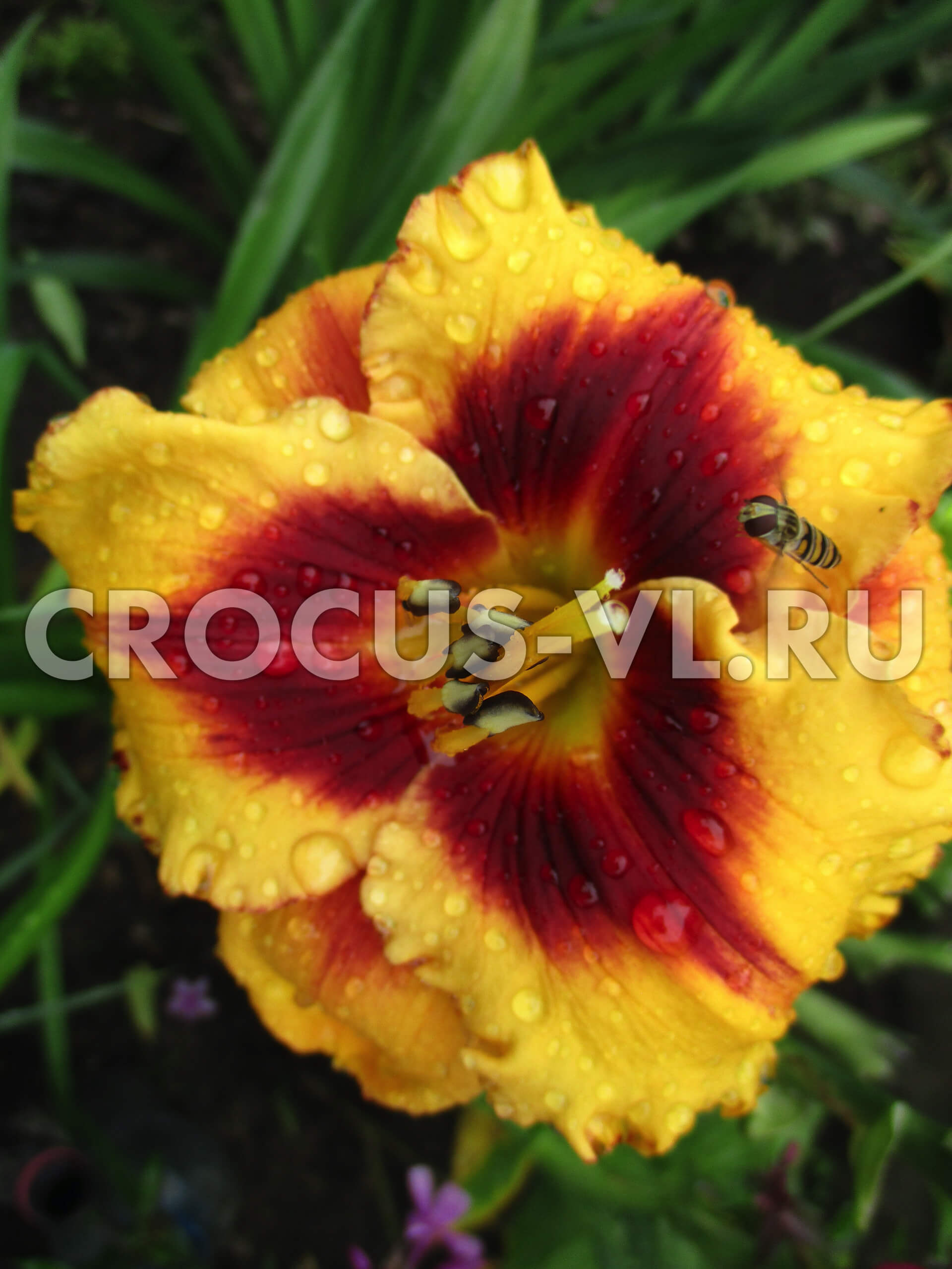 Лилейник «Fooled Me» Лилейник «Fooled Me»