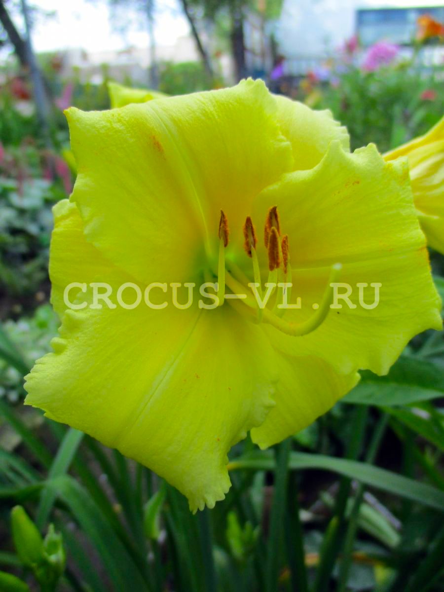 Лилейник «Precious D’Oro»
