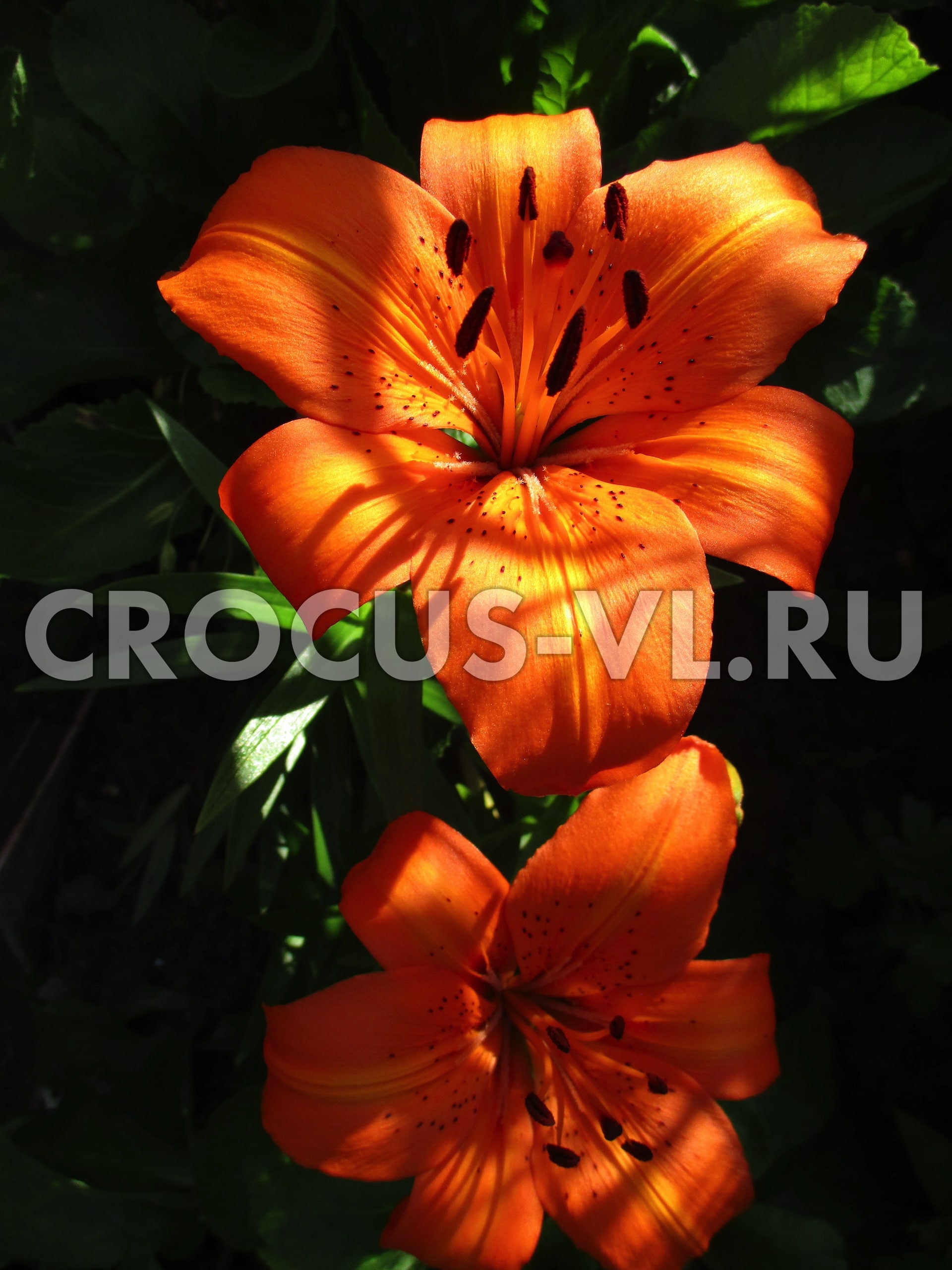 Лилия азиатская «Apricot Joy»