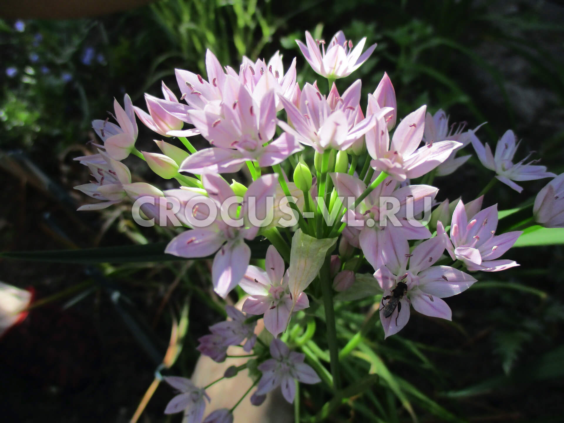 Аллиум «Unifolium»