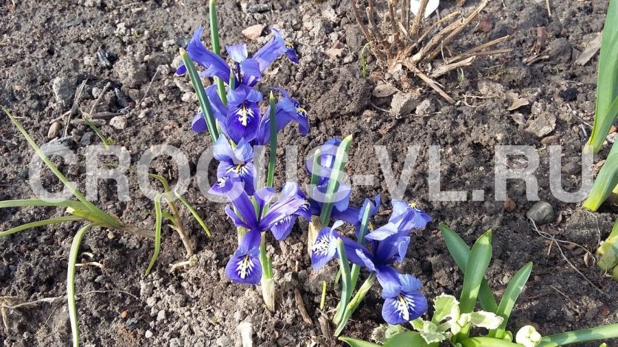 Ирис сетчатый «Purple Gem»