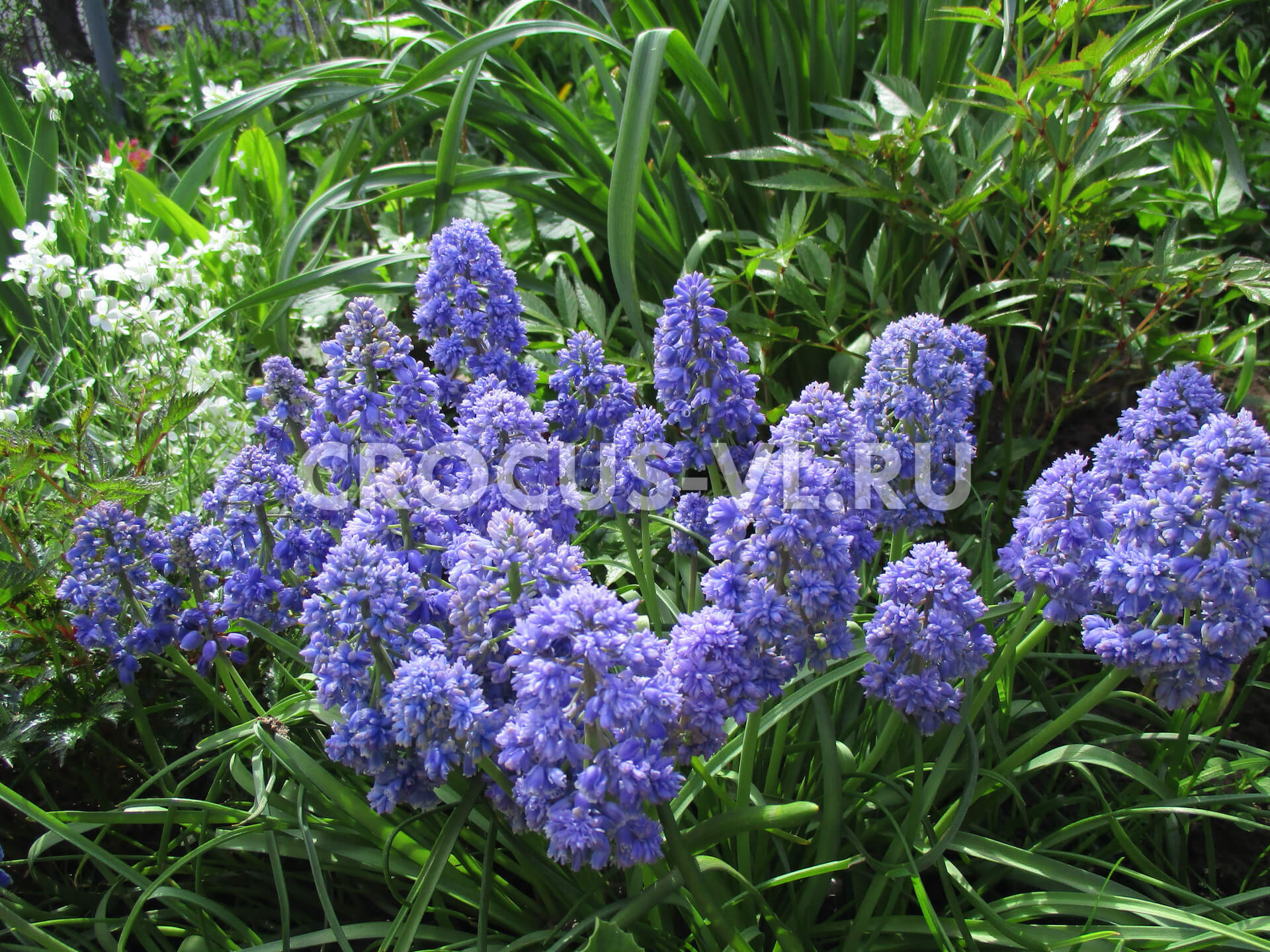Мускари армянский «Blue Spike»