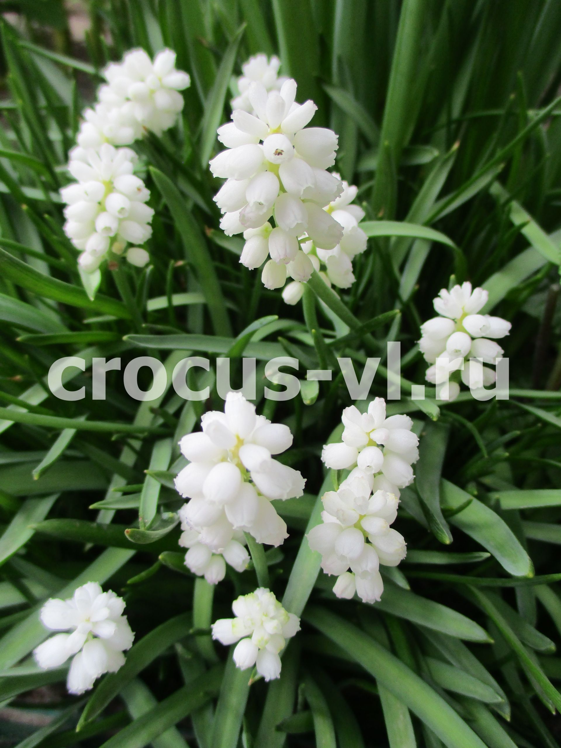 Мускари «White Magic» Мускари «White Magic»