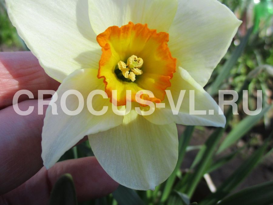 Изображение товара: Нарцисс «Flower Record»