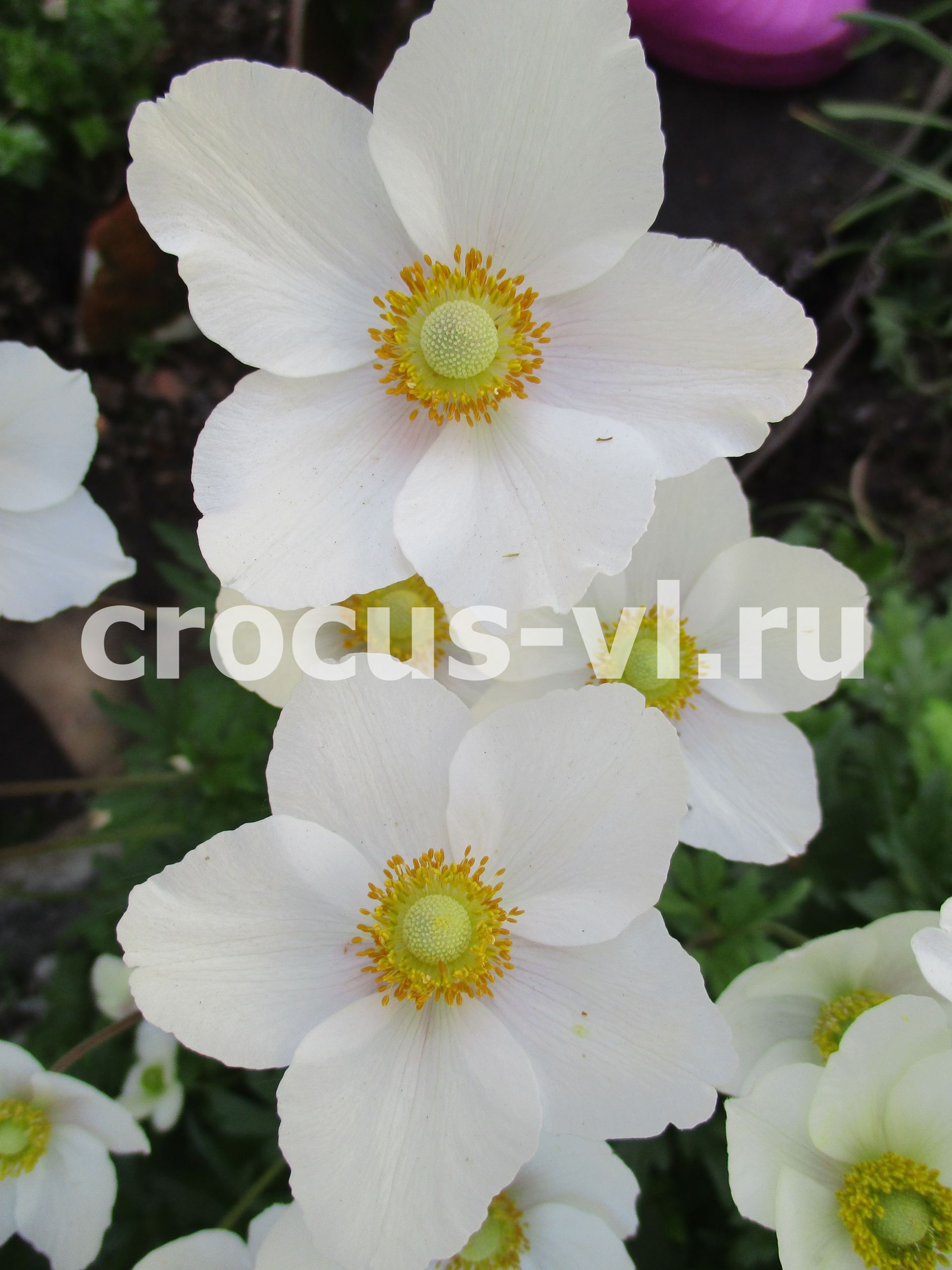 Анемона лесная «Snow White»