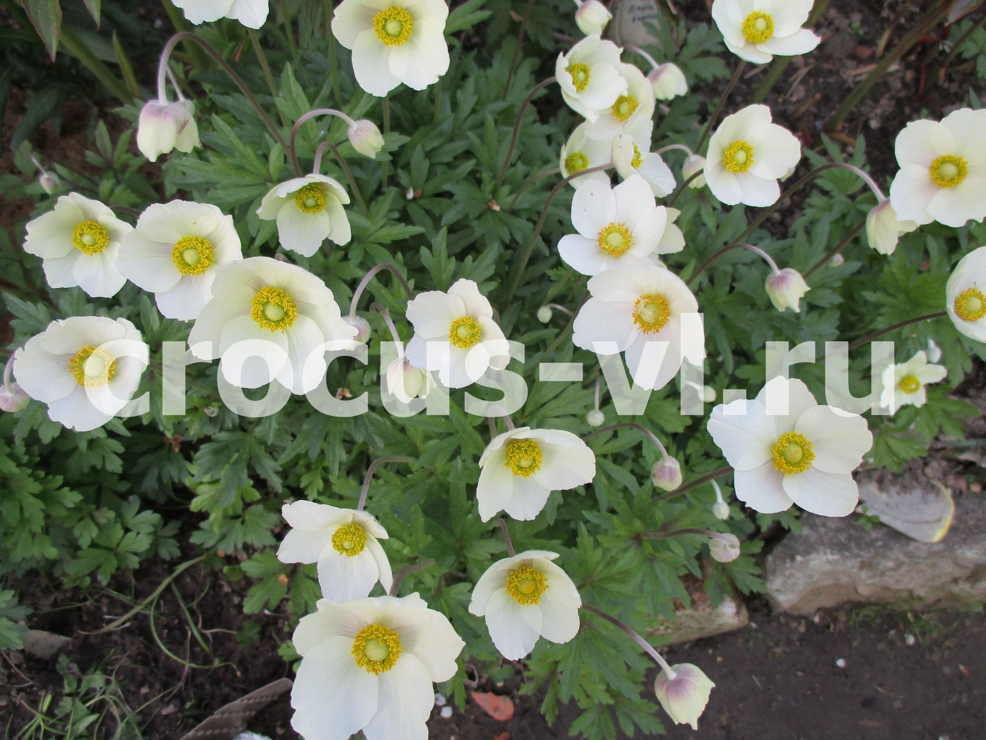 Анемона лесная «Snow White» Анемона лесная «Snow White»