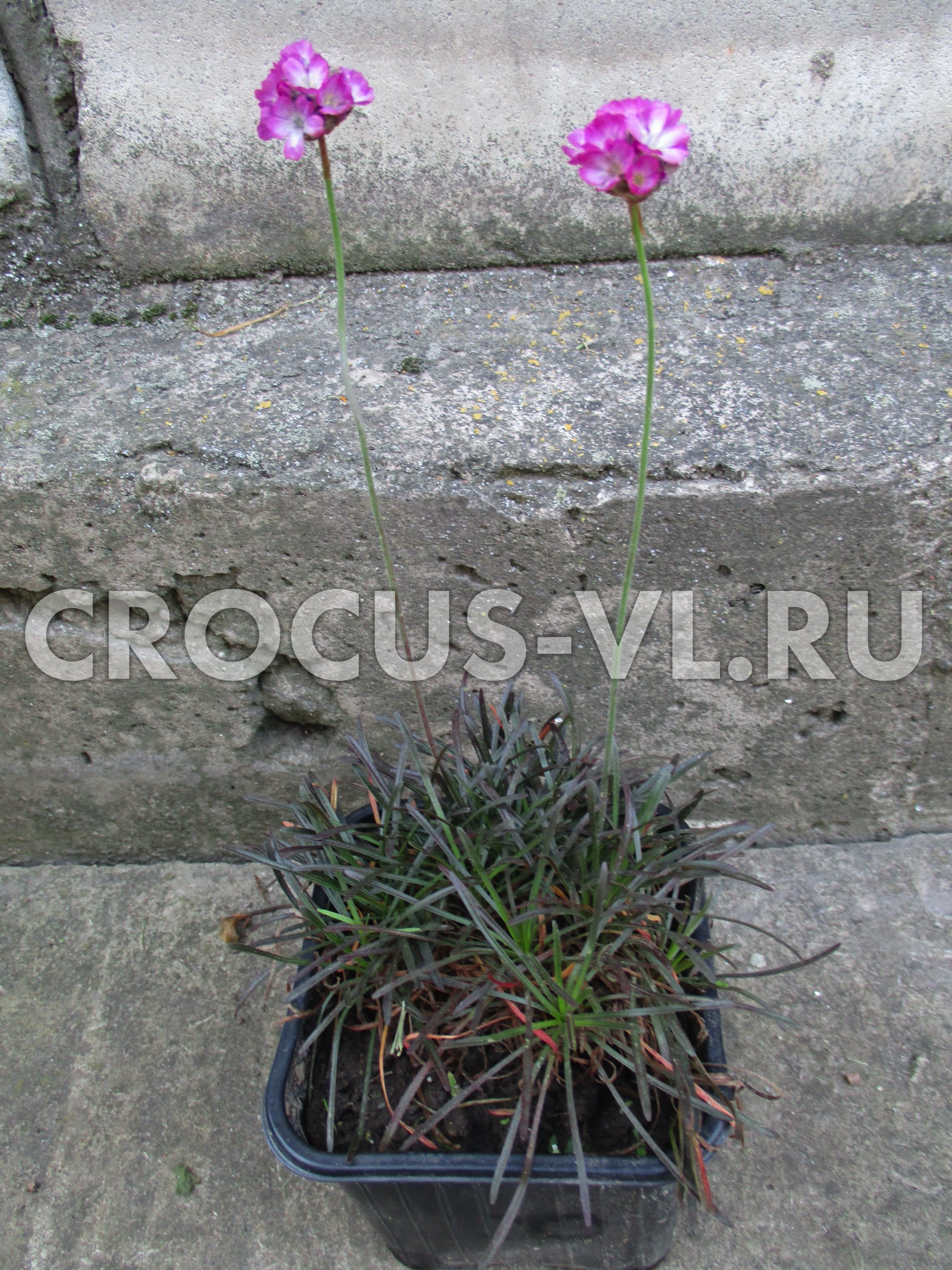 Армерия приморская «Rubrifolia» Армерия приморская «Rubrifolia»