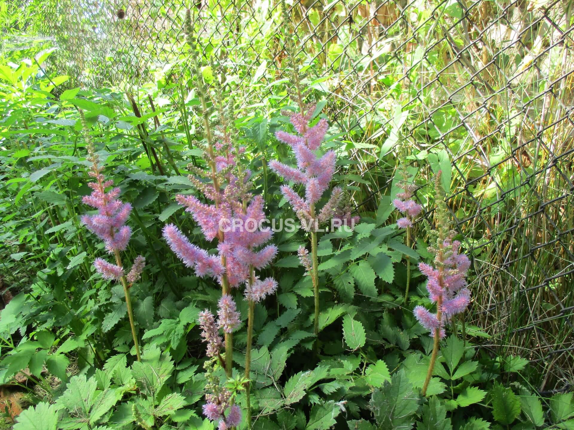 Астильба китайская «Pumila» Астильба китайская «Pumila»