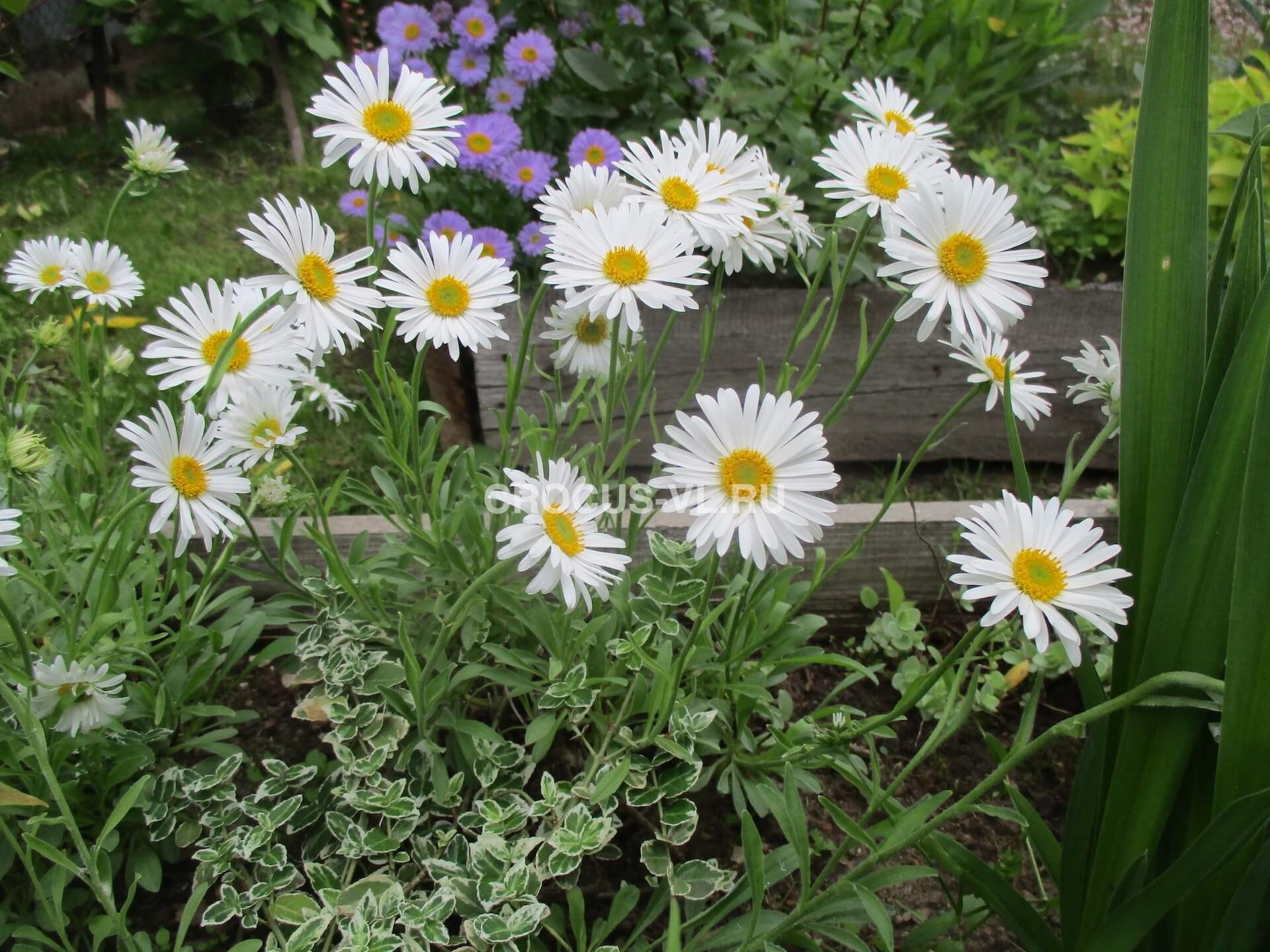 Астра альпийская «Albus» Астра альпийская «Albus»