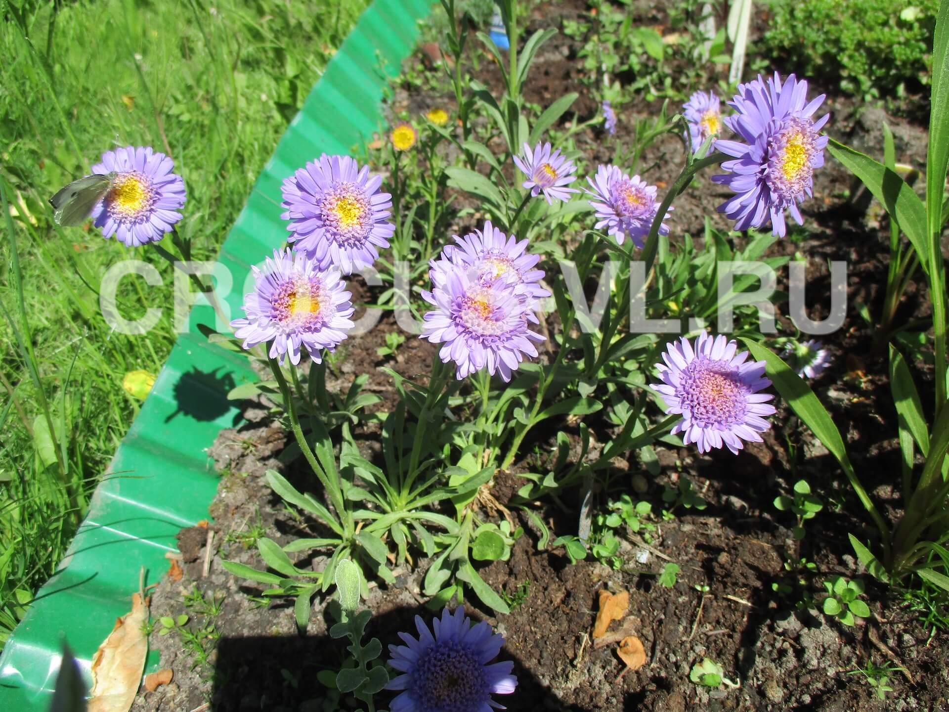 Астра альпийская «Sabine» Астра альпийская «Sabine»