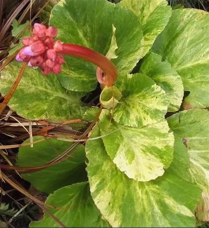 Купить Бадан Галина СероваBergenia Galina Serova - в питомнике Флорини
