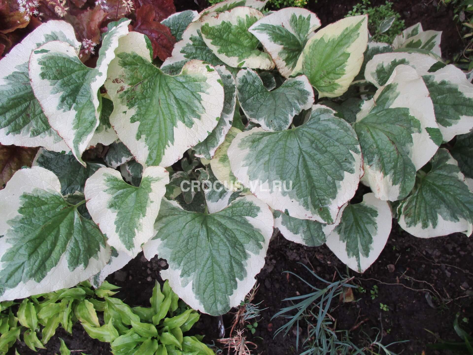 Бруннера крупнолистная «Variegata»