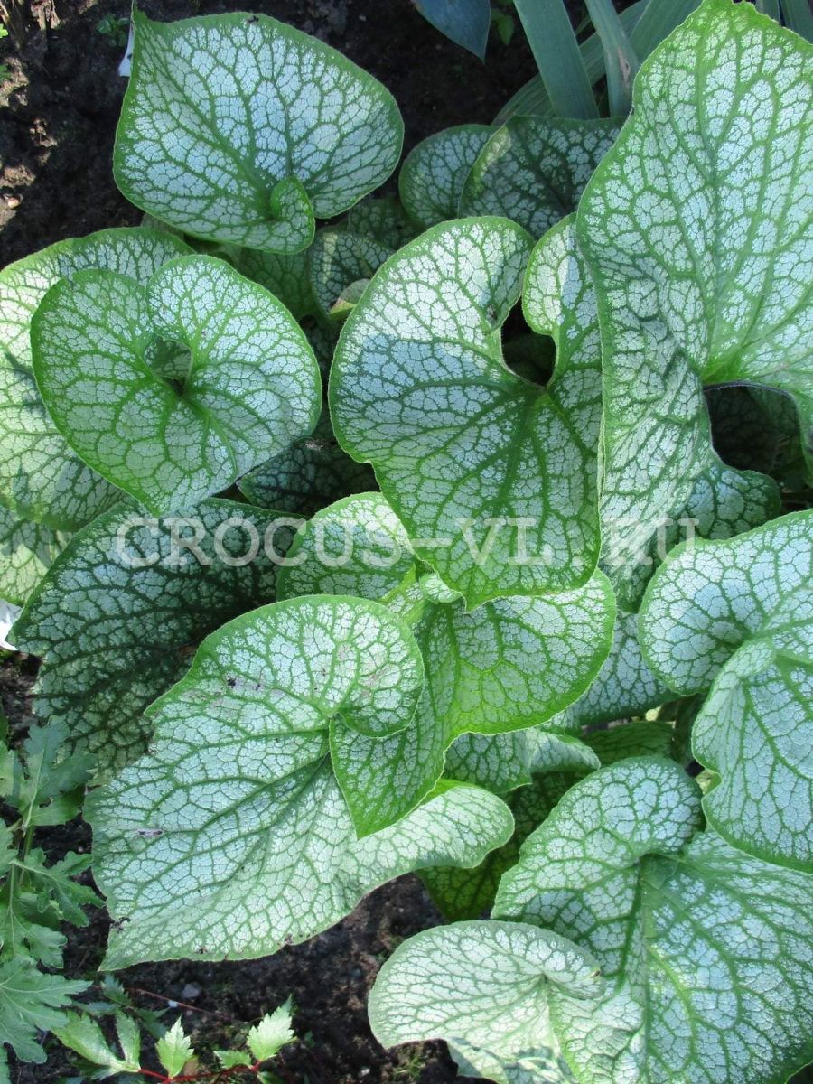 Бруннера крупнолистная «Jack Frost»