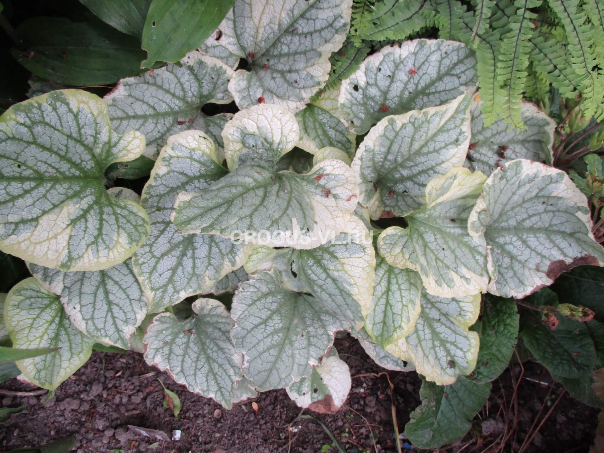 Бруннера крупнолистная «King's Ransom»