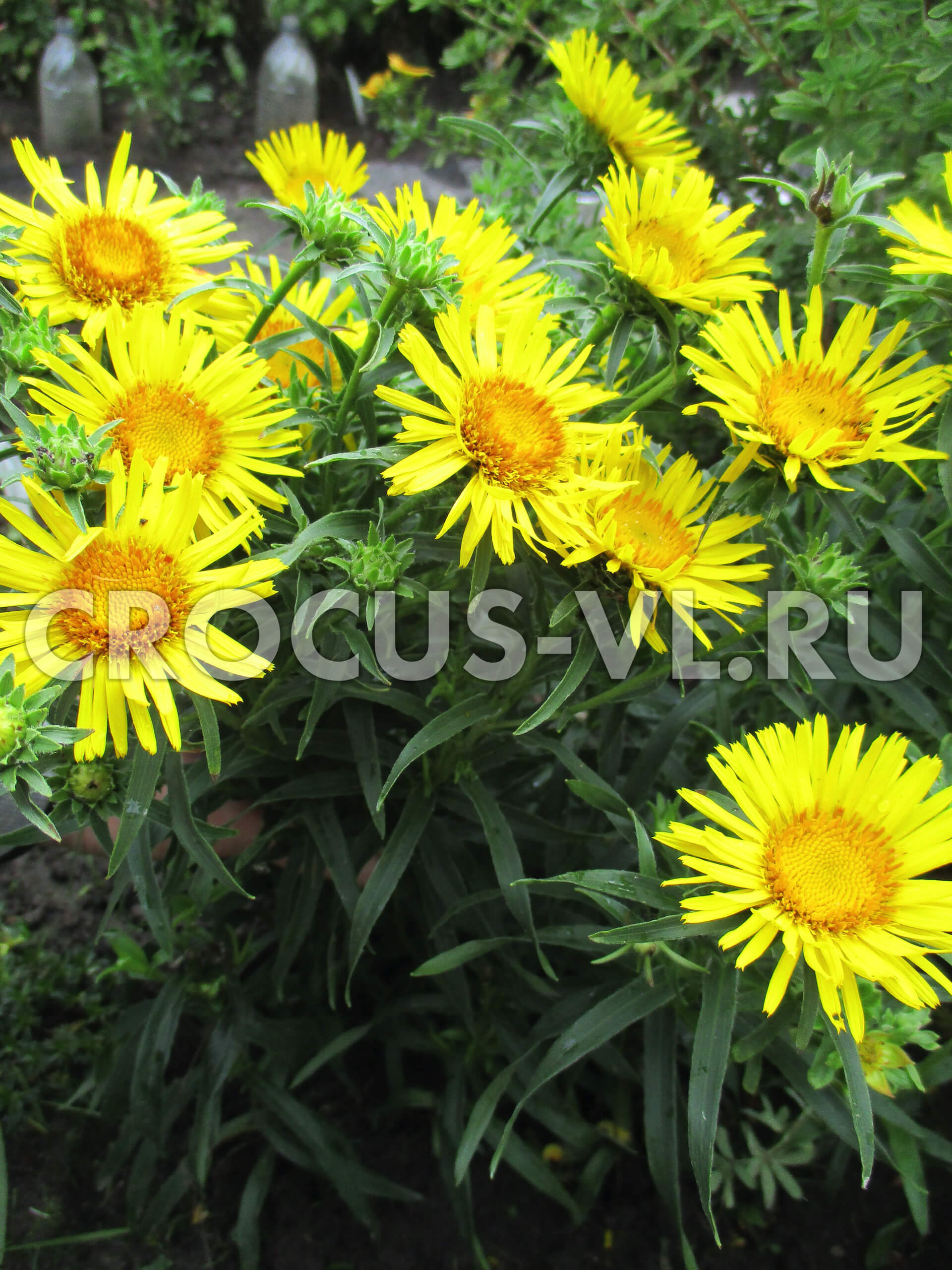 Девясил мечелистный Девясил мечелистный