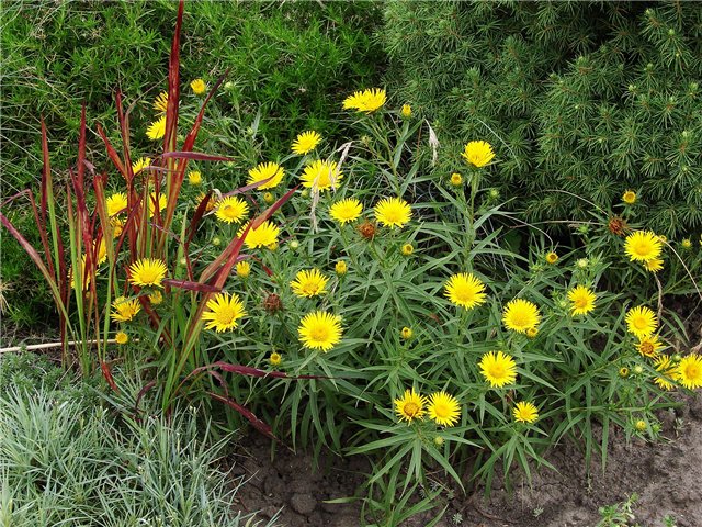 Девясил мечелистный Девясил мечелистный