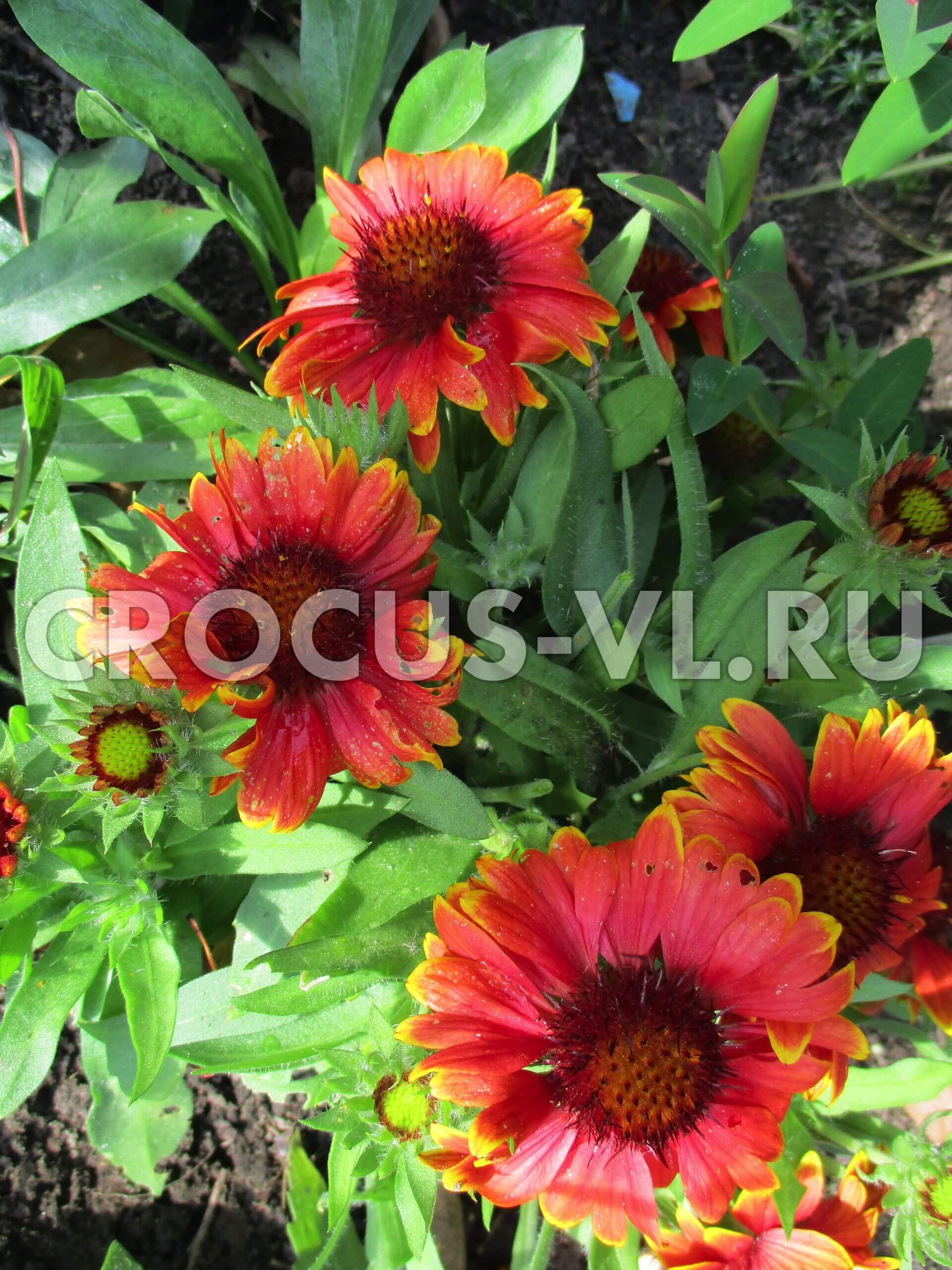 Гайлардия остистая «Arizona Red Shades» Гайлардия остистая «Arizona Red Shades»