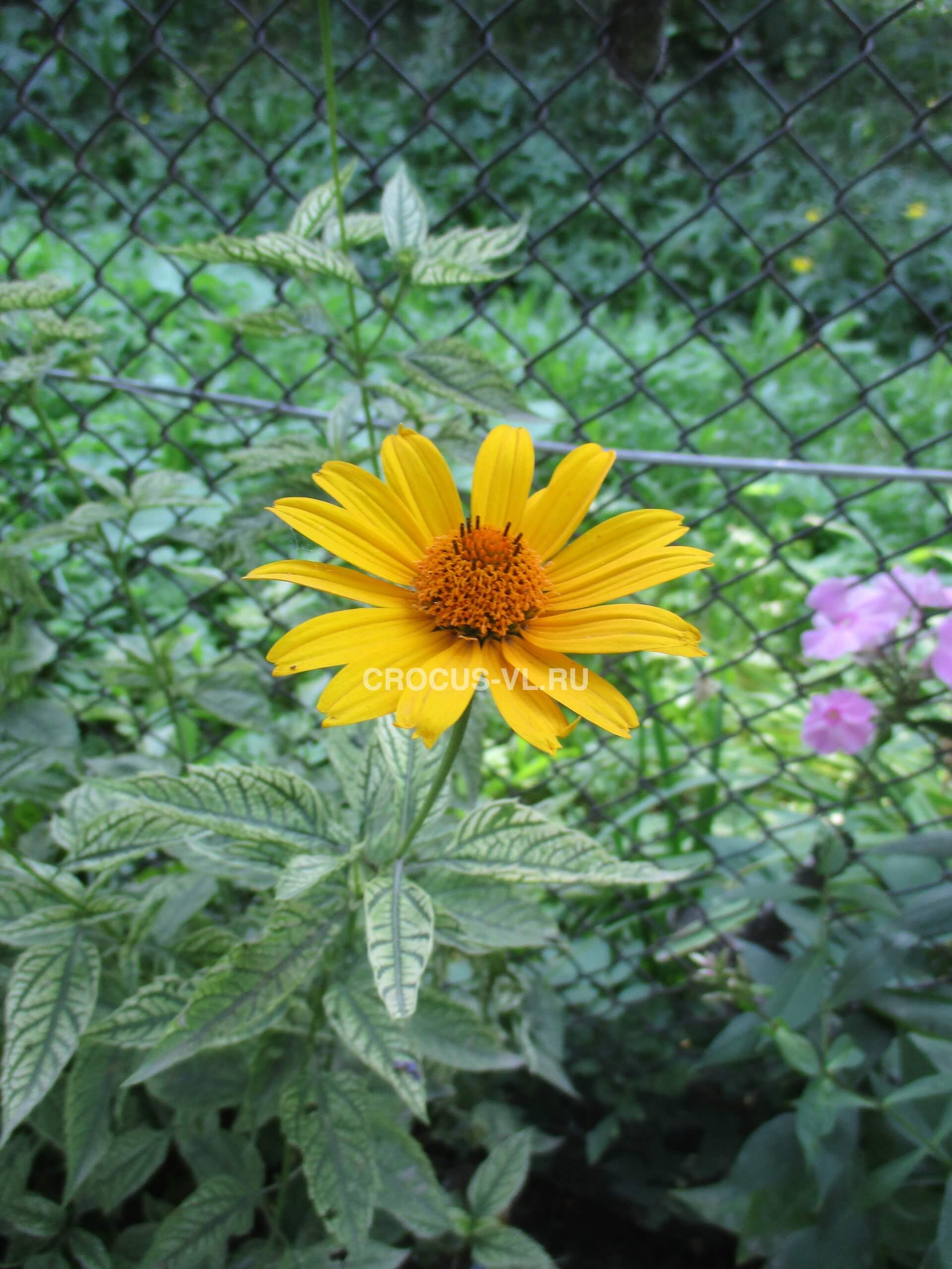 Гелиопсис Асахи