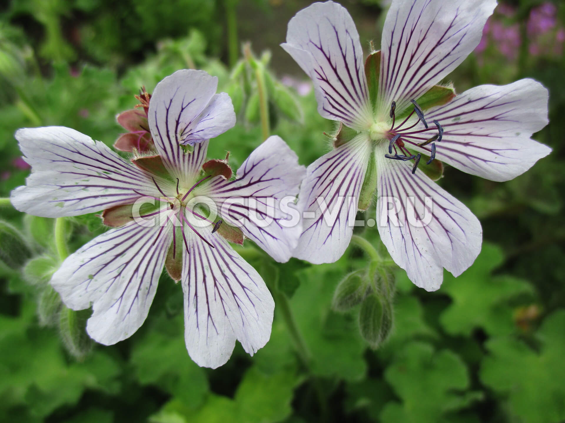 Герань Ренарда