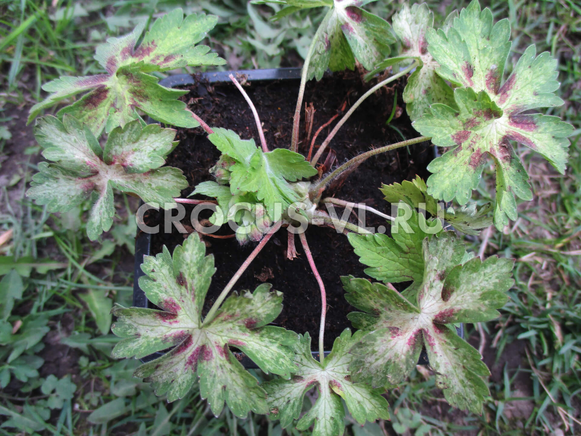 Герань красно-бурая «Spring Time»