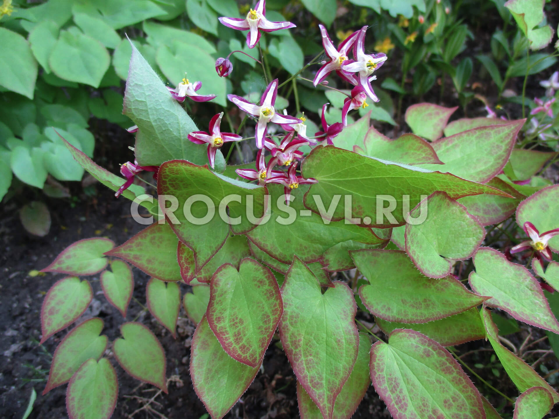 Горянка красная