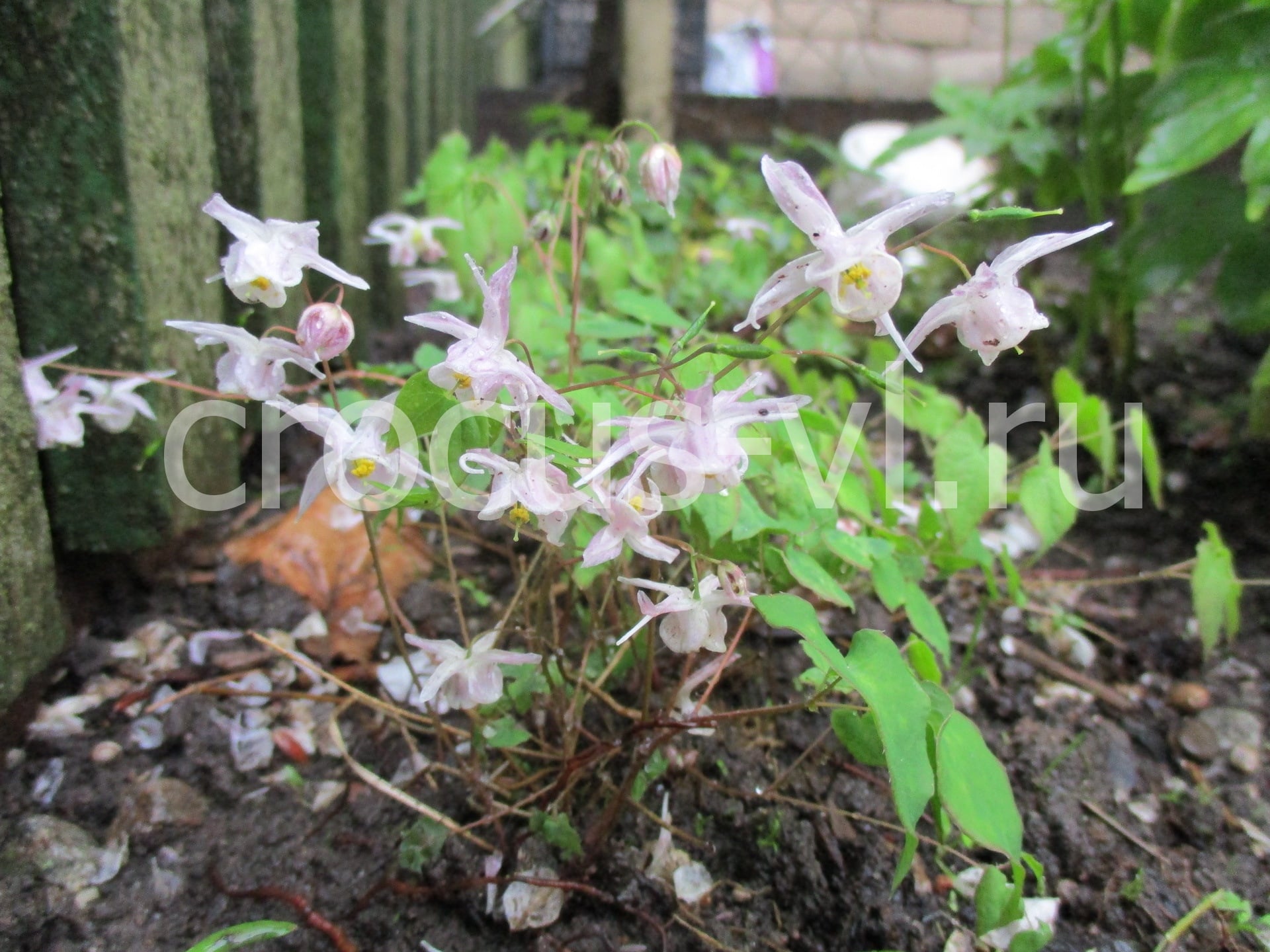 Горянка крупноцветковая «Akebono»