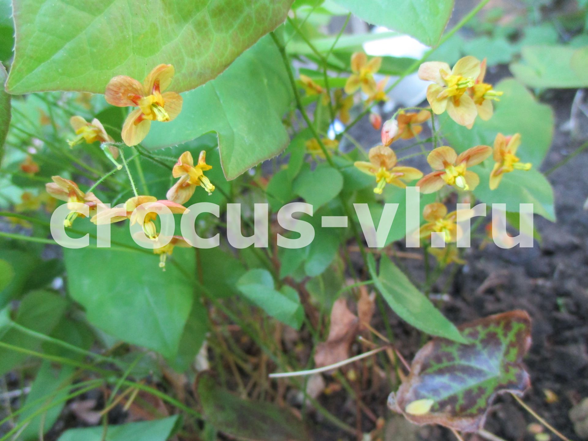 Горянка варлийская «Orange Konigin»