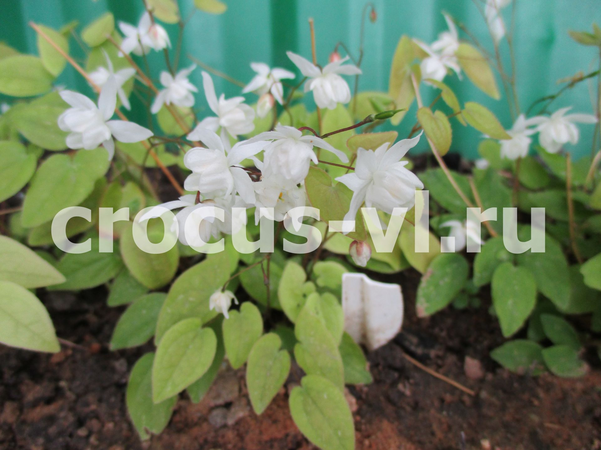 Горянка пышная «Niveum»