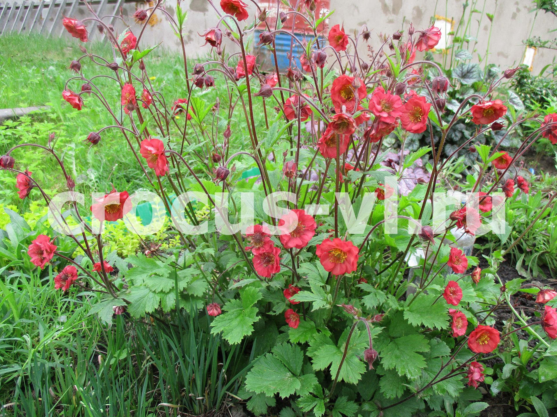 Гравилат чилийский «Flames of Passion»