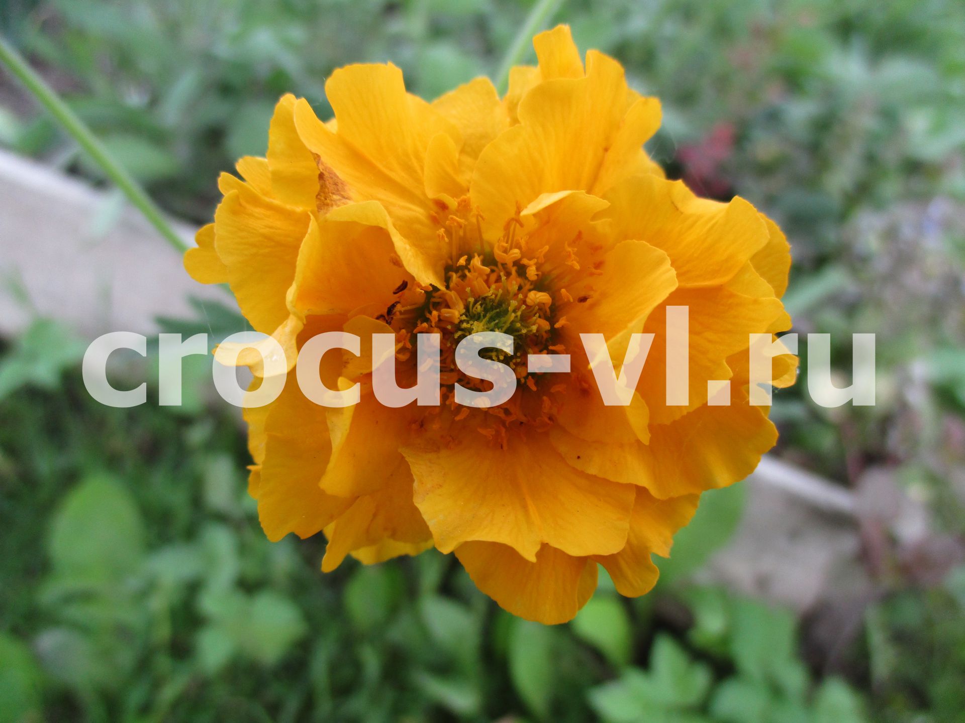 Гравилат чилийский «Lady Stratheden»