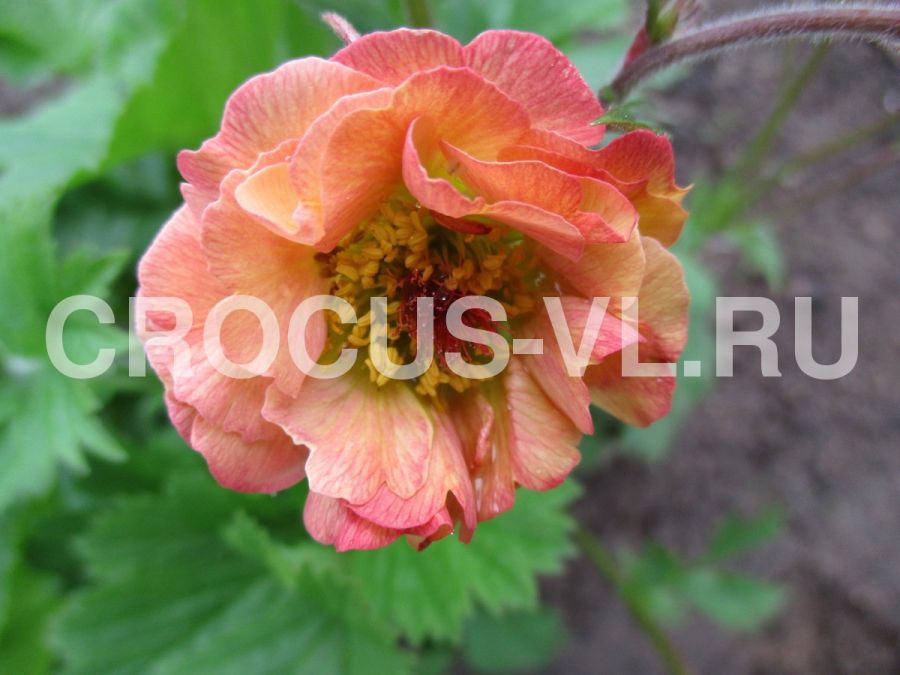 Гравилат чилийский «Mai-Tai»