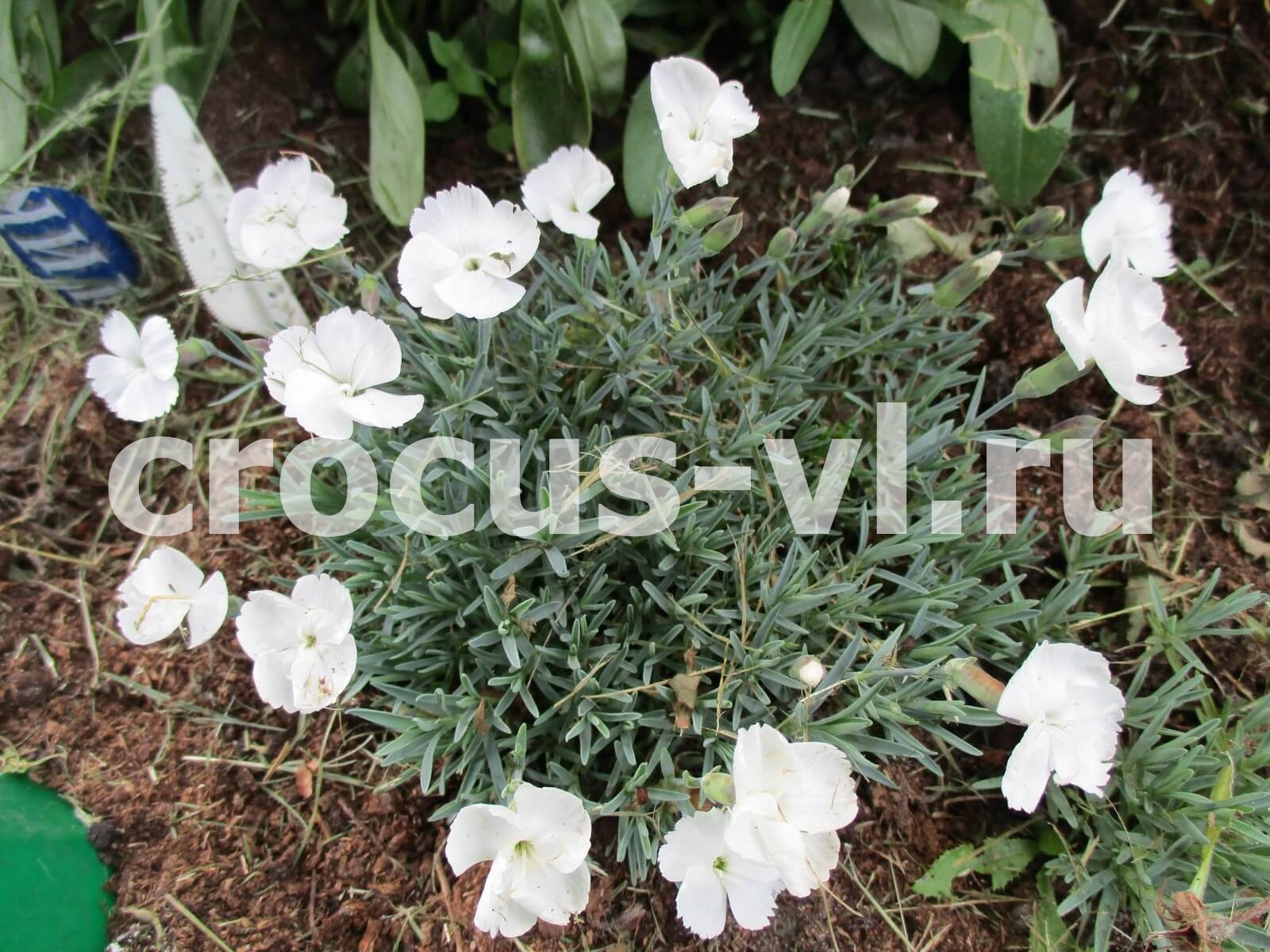 Гвоздика серовато-голубая «Album» Гвоздика серовато-голубая «Album»