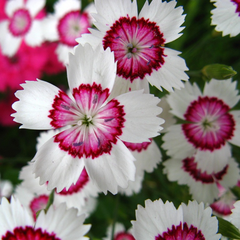 Гвоздика травянка «Arctic Fire» Гвоздика травянка «Arctic Fire»