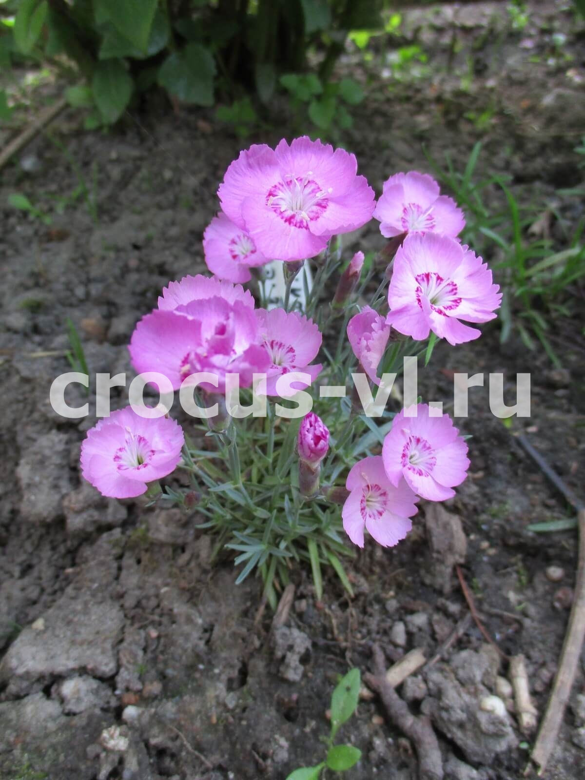 Гвоздика серовато-голубая «Pink Blanca»