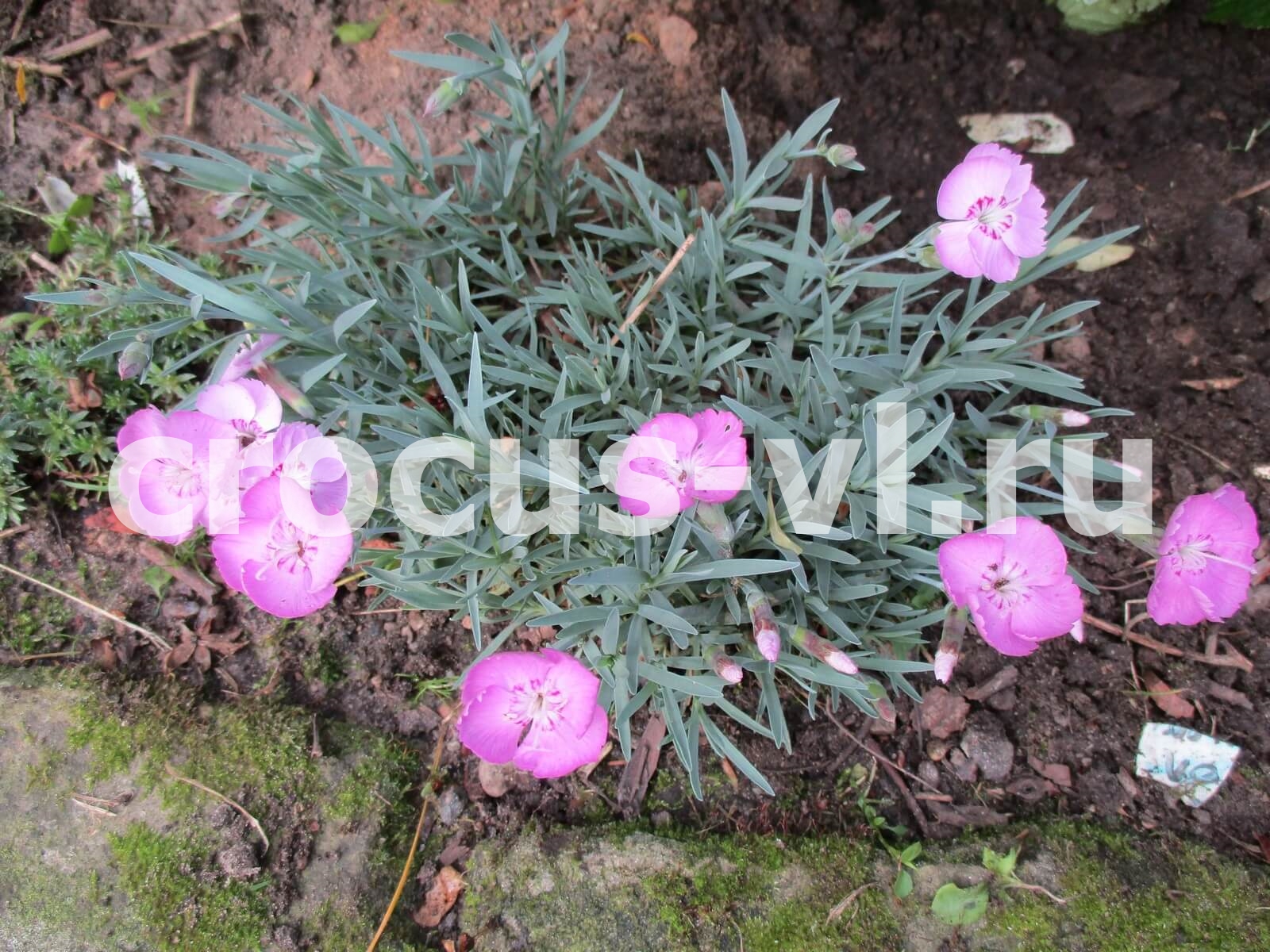 Гвоздика серовато-голубая «Pink Blanca» Гвоздика серовато-голубая «Pink Blanca»