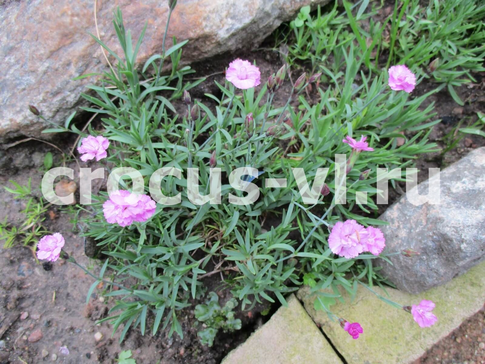 Гвоздика серовато-голубая «Pink Jewel» Гвоздика серовато-голубая «Pink Jewel»