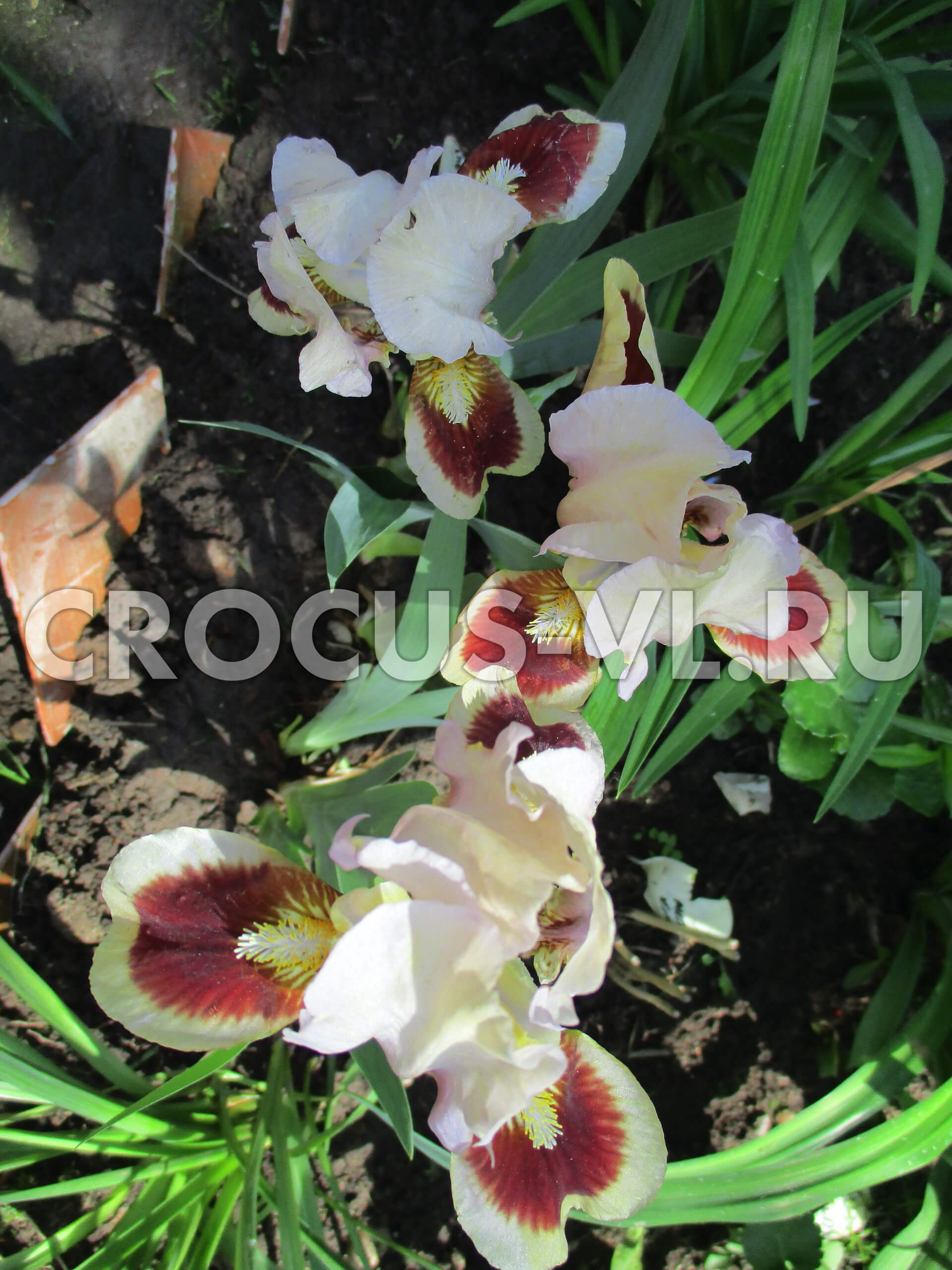 Ирис бородатый карликовый «Black Cherry Delight» Ирис бородатый карликовый «Black Cherry Delight»