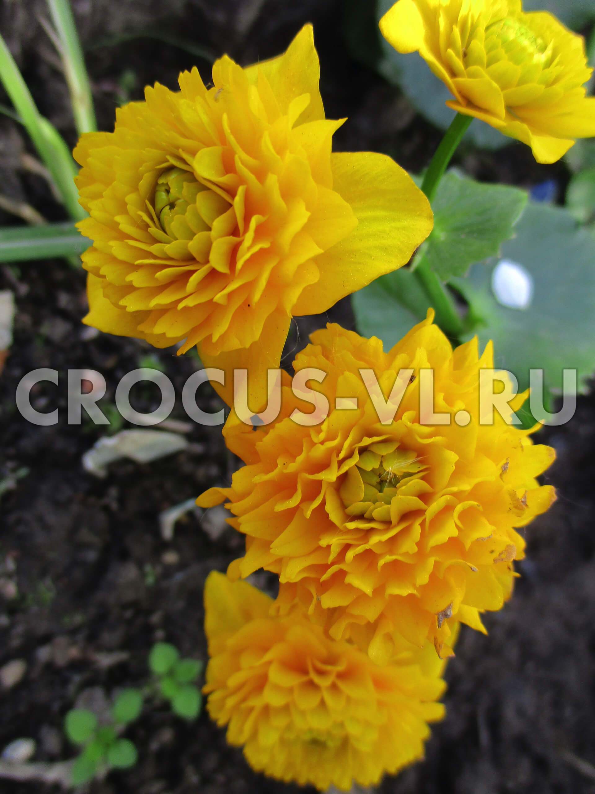 Калужница болотная «Plena»