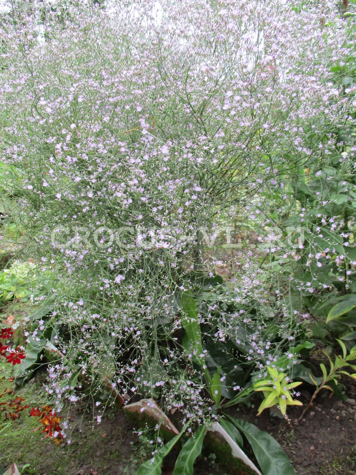 Кермек широколистный «Сиреневый» Кермек широколистный «Сиреневый»