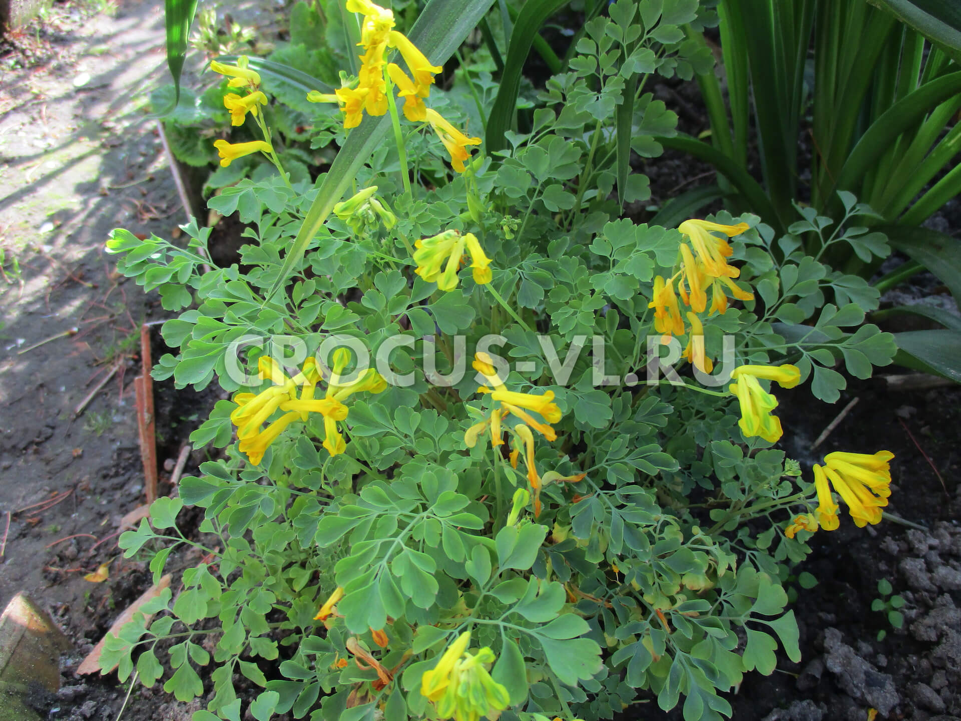 Хохлатка желтая