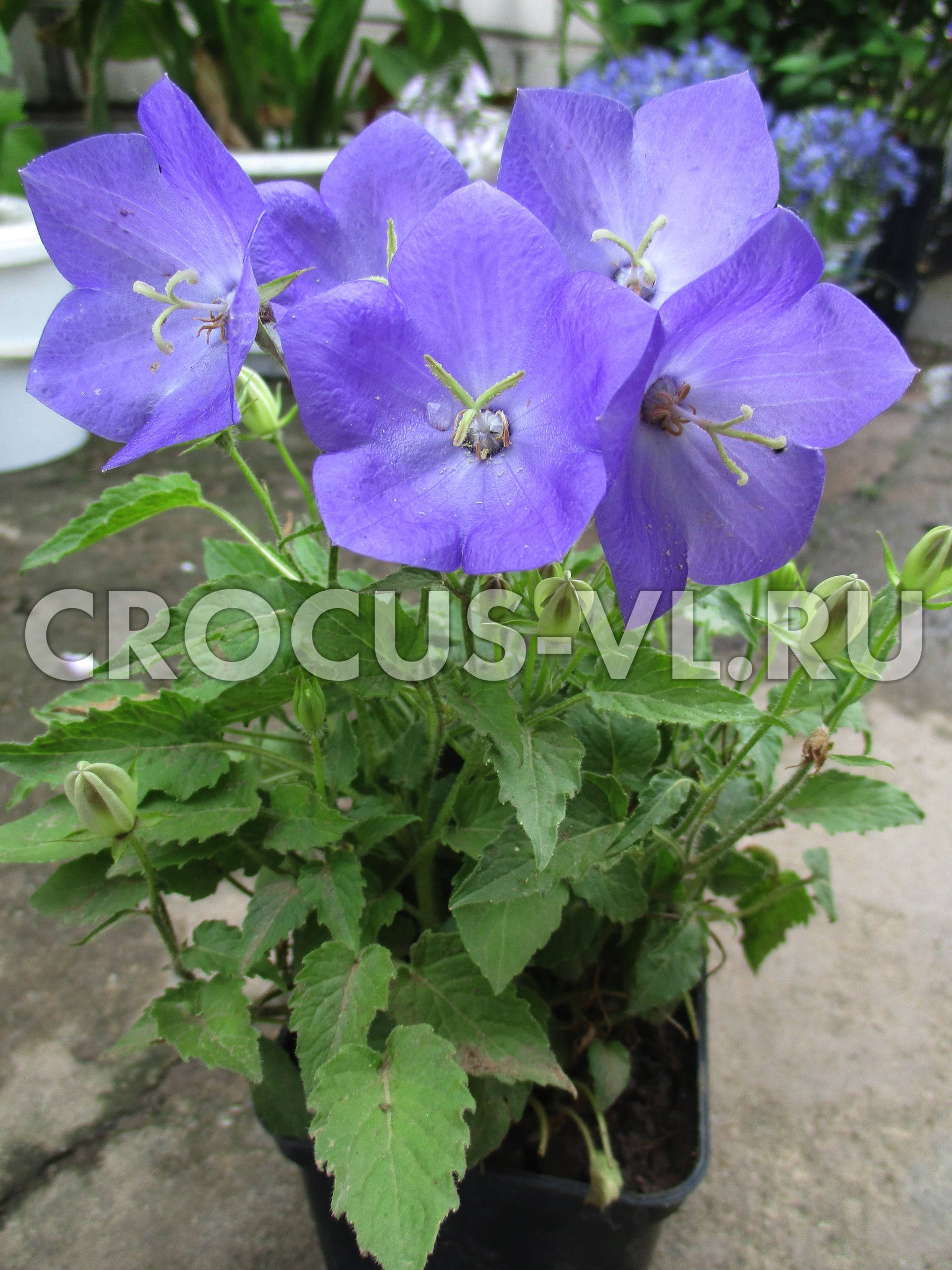 Колокольчик карпатский «Pearl Deep Blue»