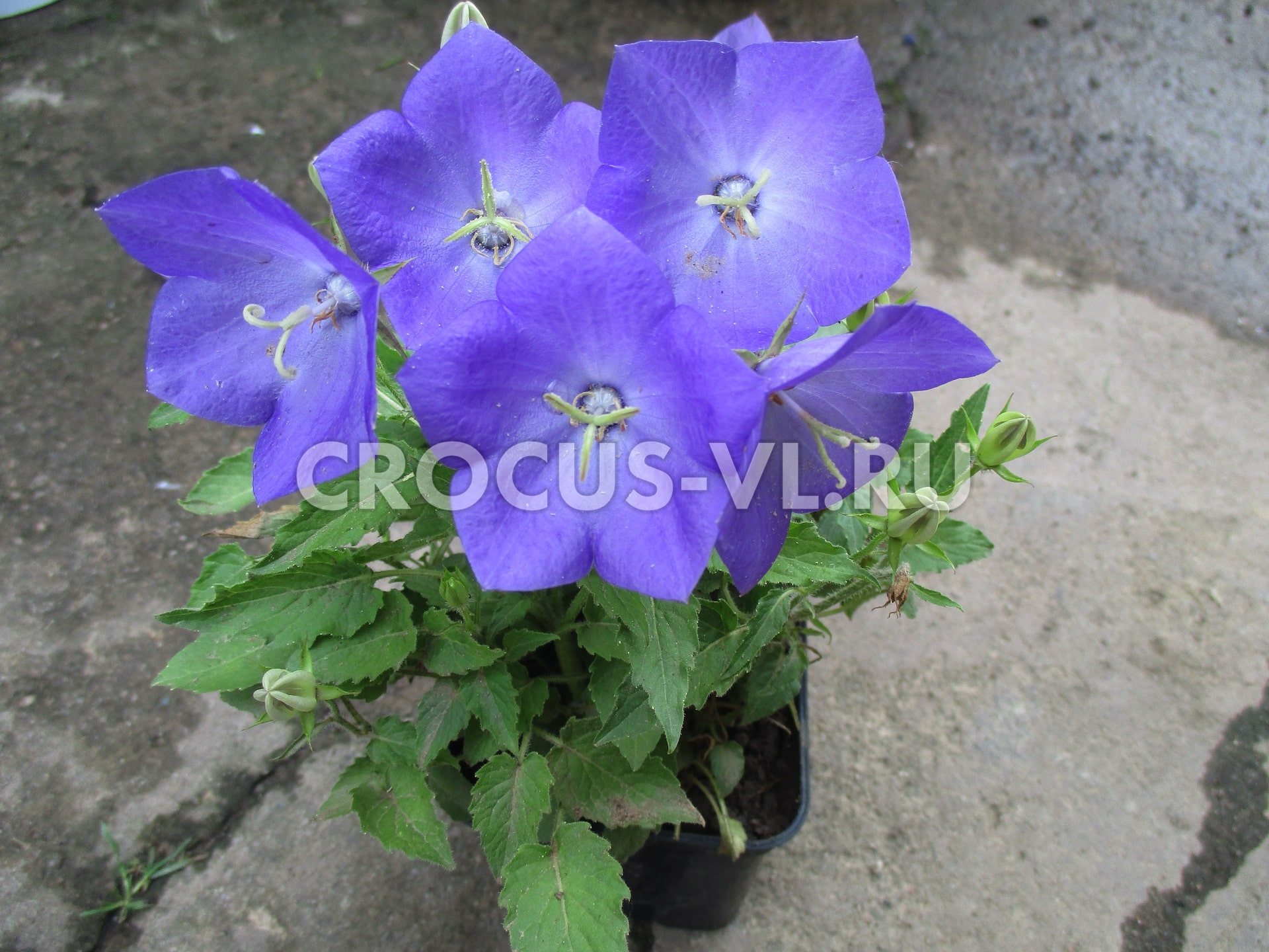 Колокольчик карпатский «Pearl Deep Blue» Колокольчик карпатский «Pearl Deep Blue»