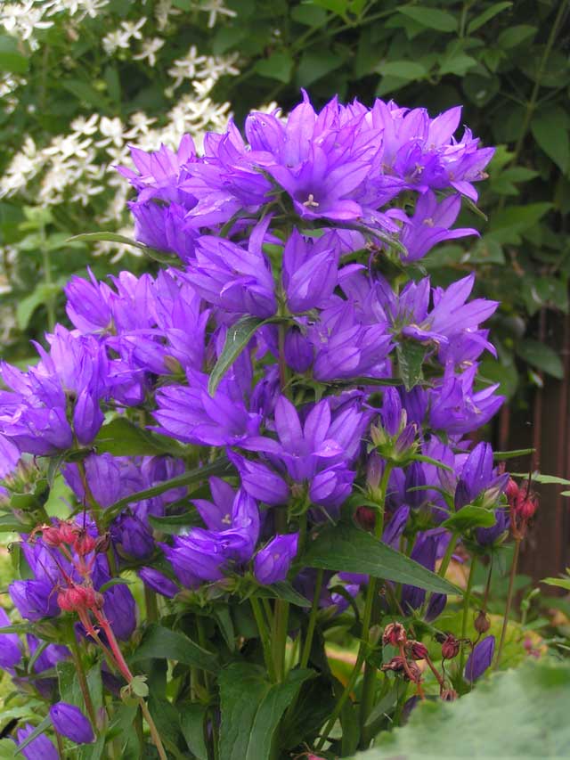 Колокольчик скученный «Гномик» Колокольчик скученный «Гномик»