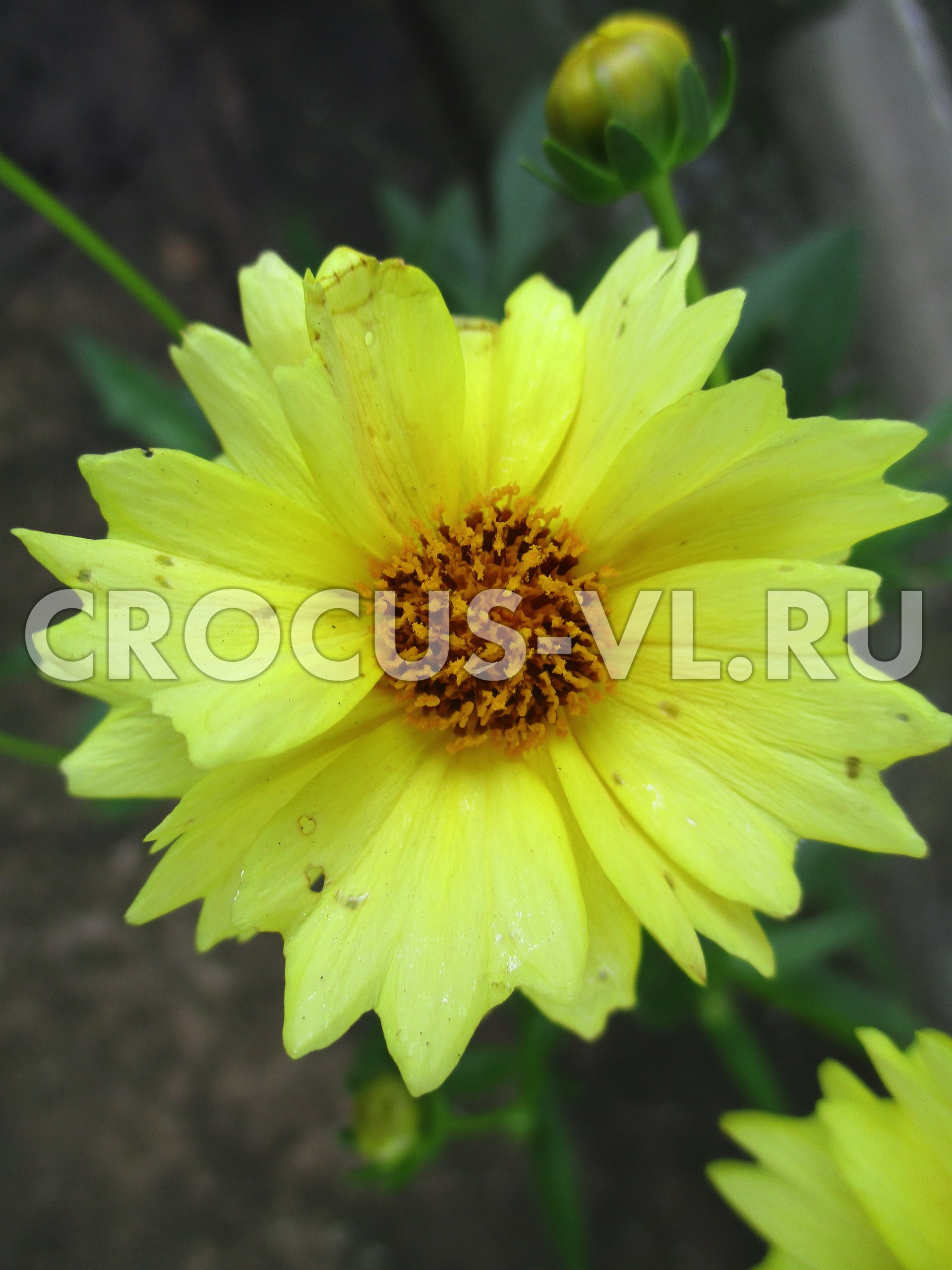 Кореопсис гибридный «Solar Dance»