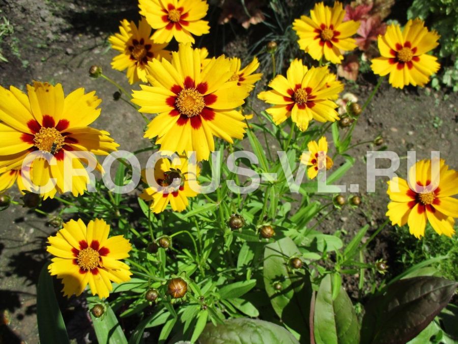 Кореопсис ланцетовидный «Sterntaler»