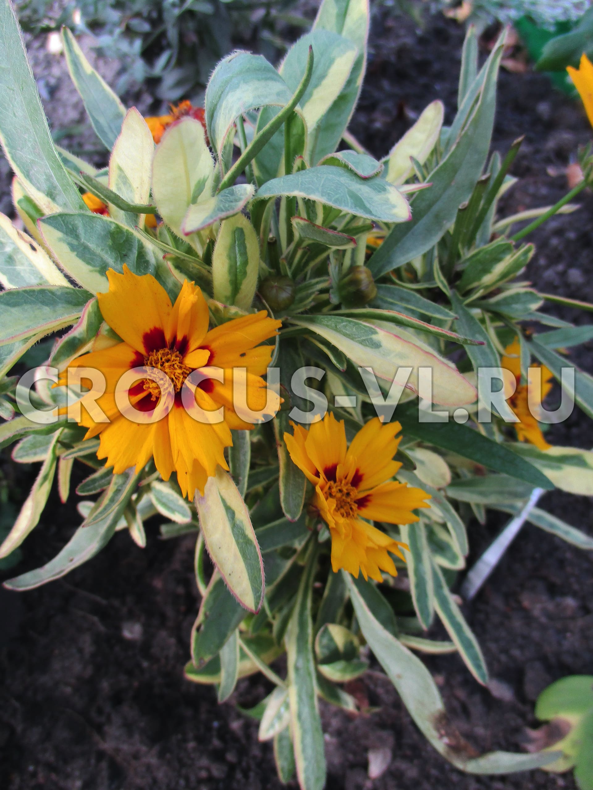 Кореопсис гибридный «Tequila Sunrise»