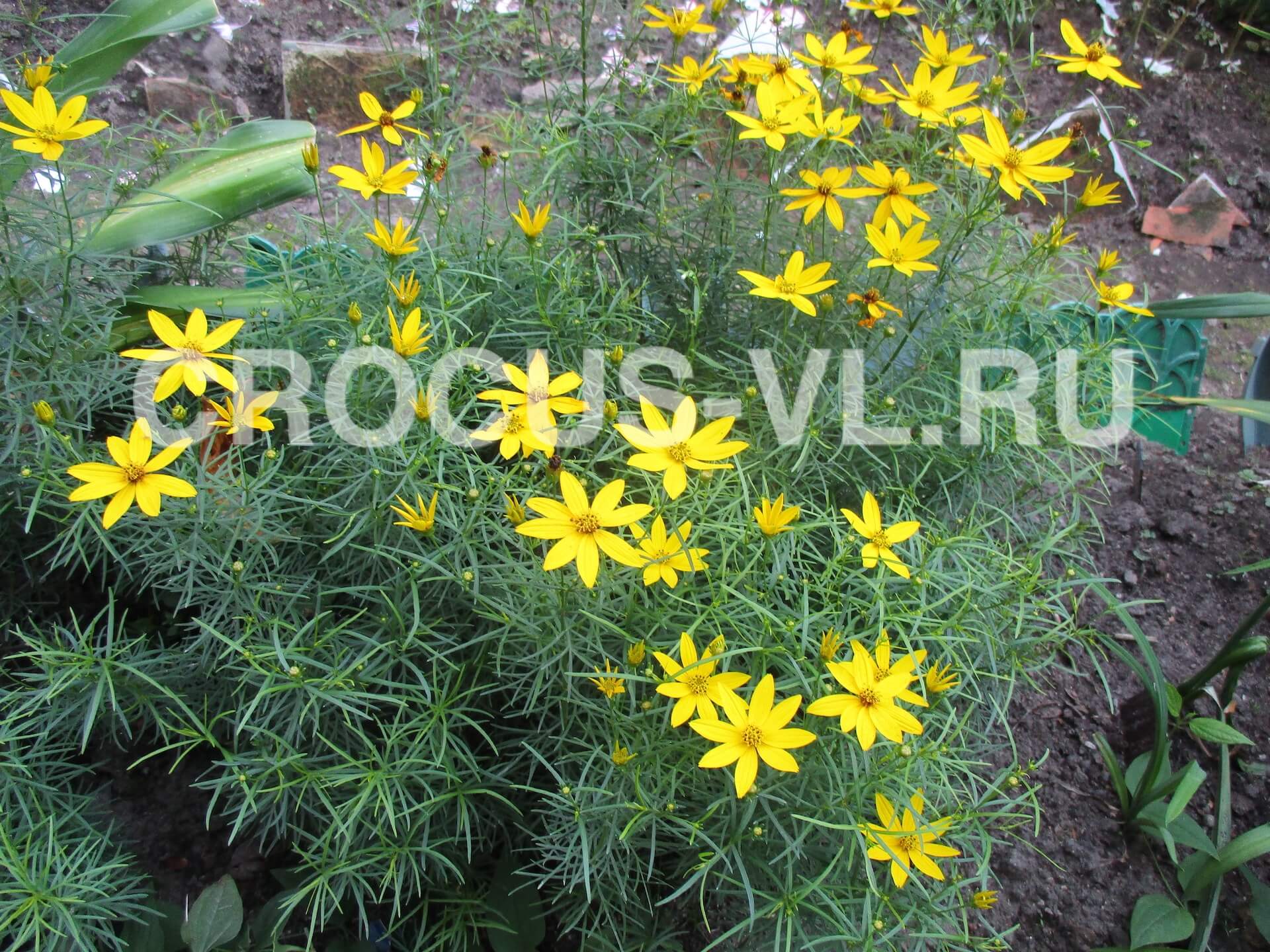 Кореопсис мутовчатый «Zagreb»