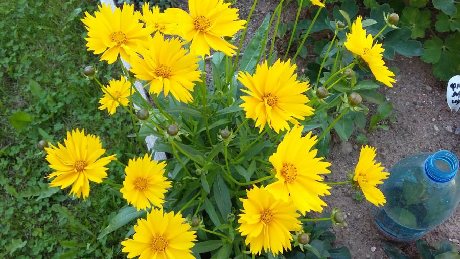 Кореопсис ланцетовидный «Goldfink»