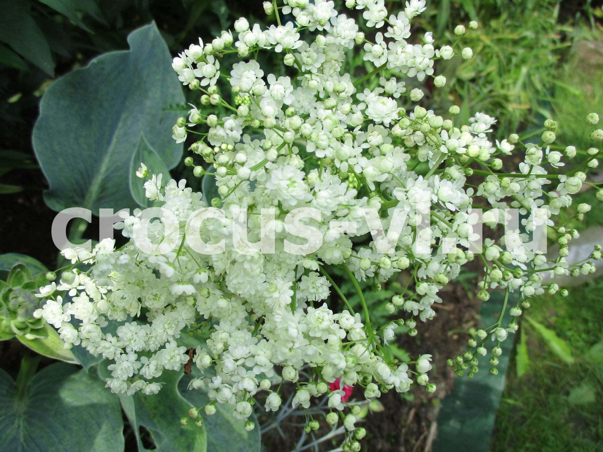 Лабазник обыкновенный «Flore Pleno»