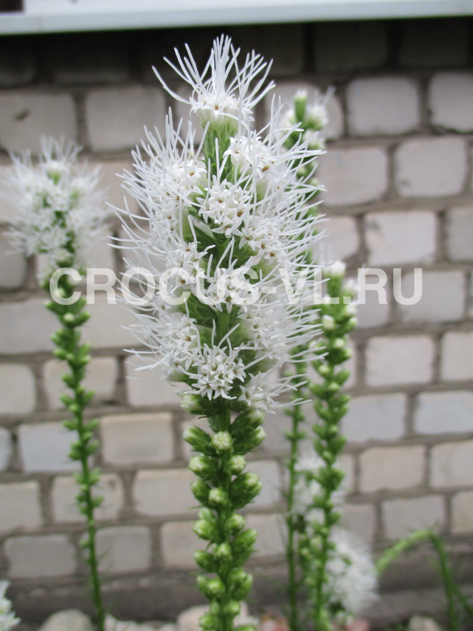 Лиатрис колосковая «Alba»
